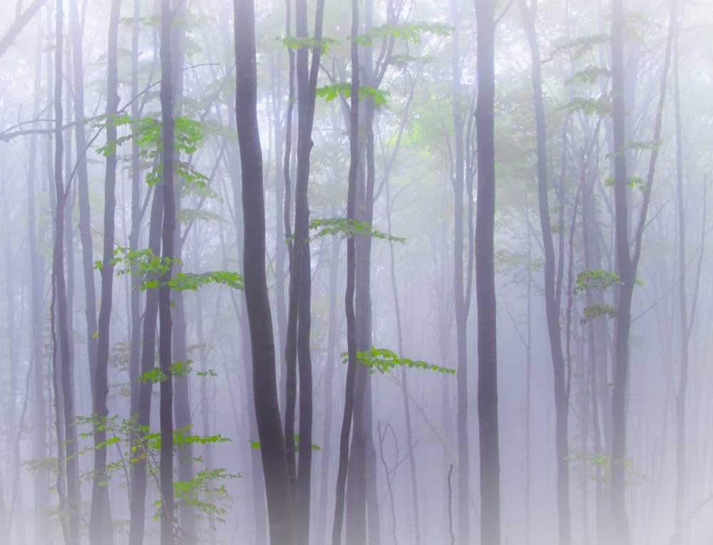 Misty Forest Green