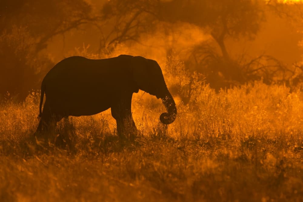 Golden Hour Elephant by Mario Moreno — canvas wall art