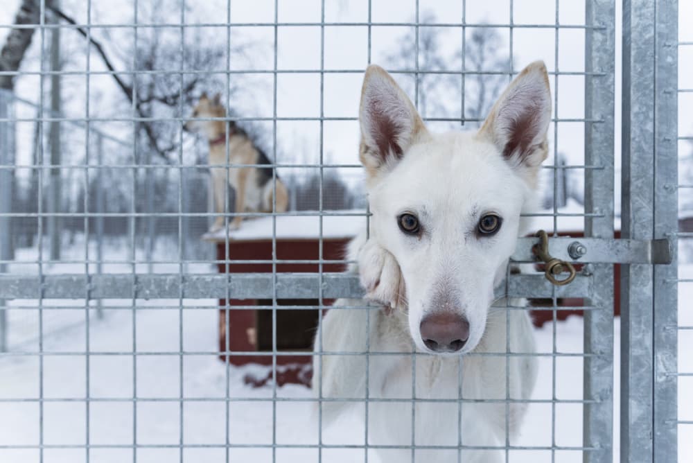 Curious White Dog Snowy Kennel by Carlo Tonti — canvas wall art