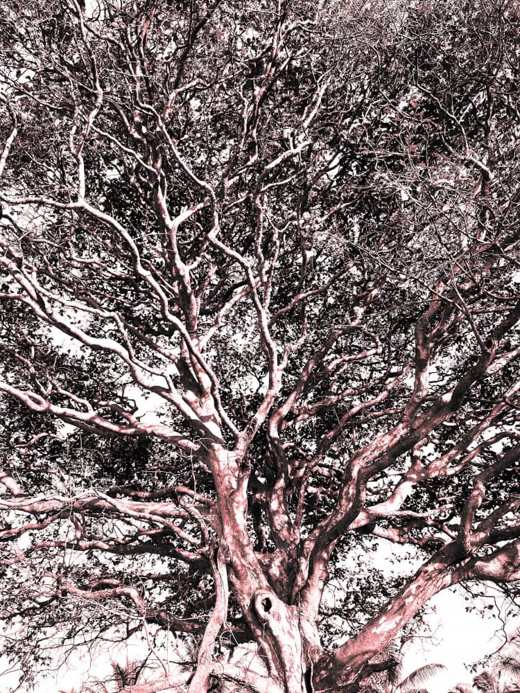 Ethereal Old Tree by Santhosh ch — canvas wall art