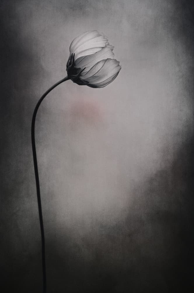 Graceful Cosmos Bloom by Lotte Grønkjær — canvas wall art