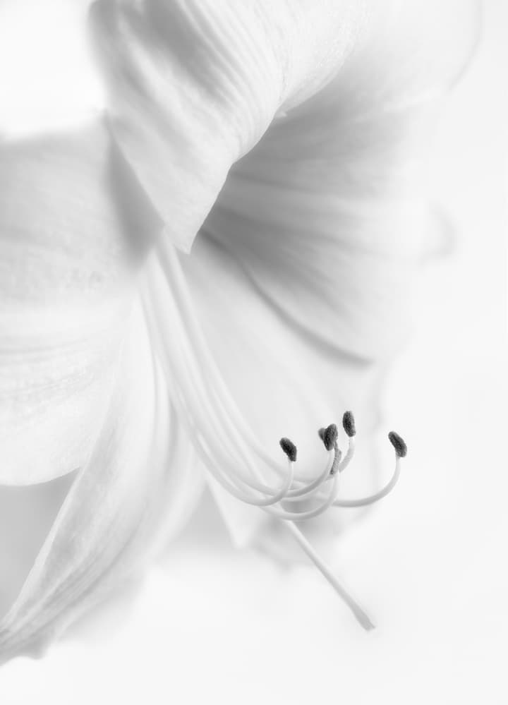 Elegant White Bloom by Paul Atcliffe — canvas wall art