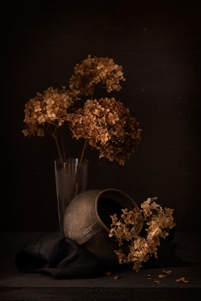 Dark Hydrangea Still Life by magnola — canvas wall art