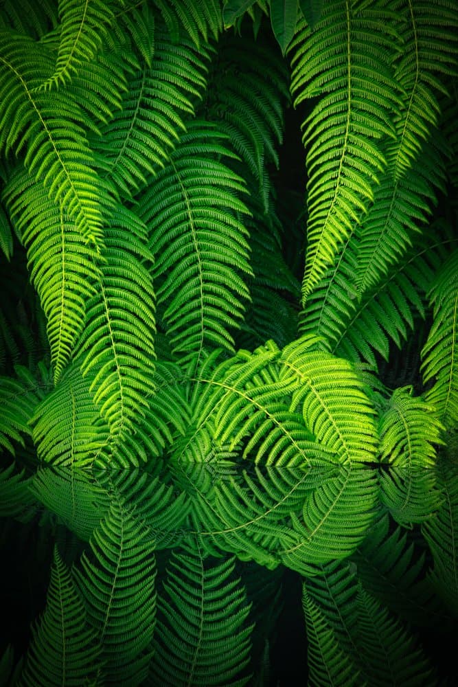 Lush Fern Reflection by Takeshi Mitamura — canvas wall art