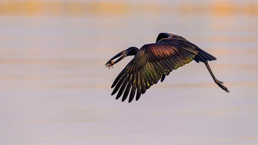 Iridescent Bird Catches Prey by Jie Fischer — canvas wall art