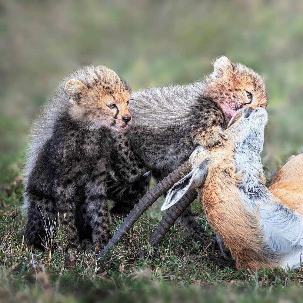 Cheetah Cubs and Prey by Annie Poreider — canvas wall art