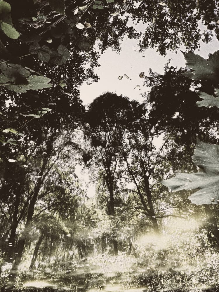 Tranquil Forest Reflection by Angelo Cerantola — canvas wall art