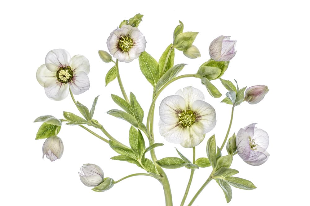 Hellebore by Mandy Disher — canvas wall art