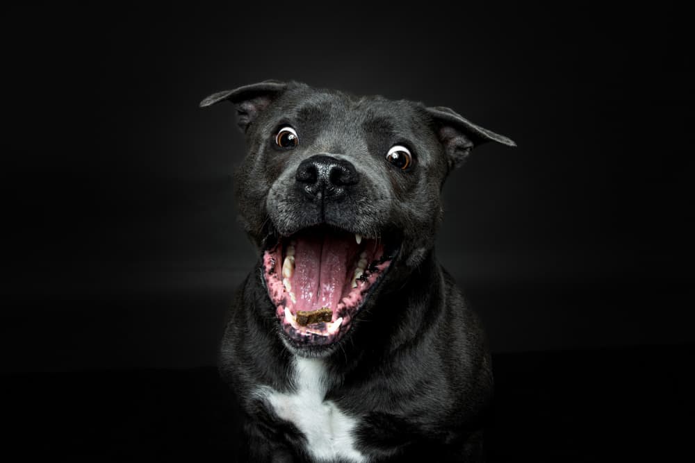 Funny Dog Portrait by Dorte Irene Sattrup Lund-Nielsen — canvas wall art