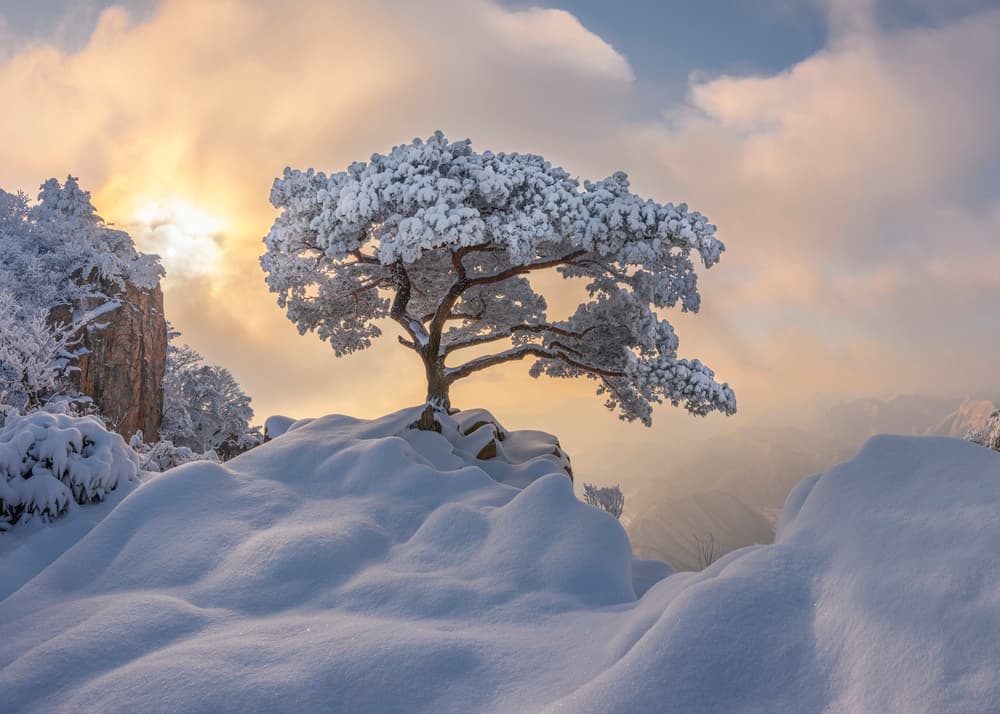 Winter Tree Golden Dawn by Jaeyoun Ryu — canvas wall art