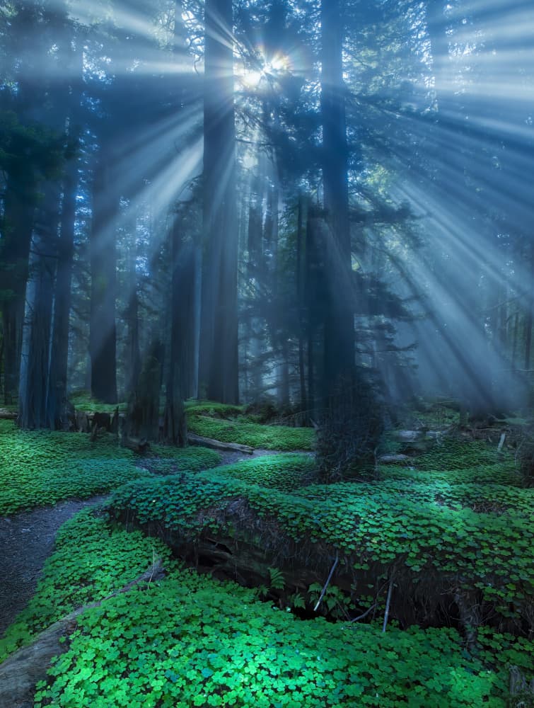 Misty Forest Sunbeams by Judy Tseng — canvas wall art