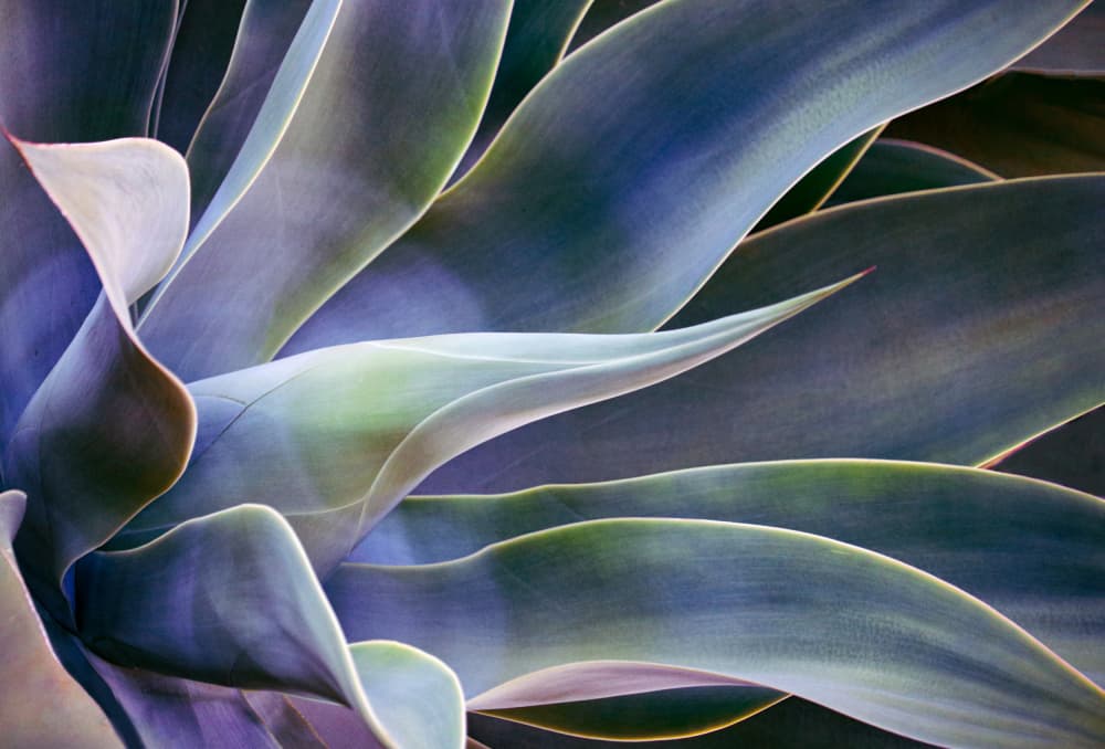 Curved Agave Blues by Robin Wechsler — canvas wall art