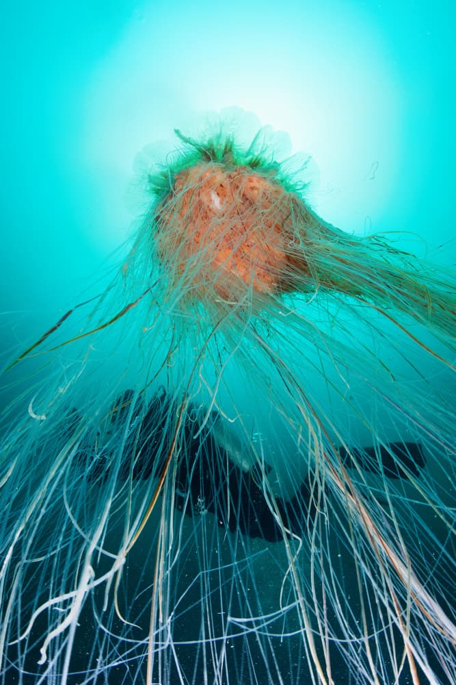 Tangled Ghost Net by Andrey Narchuk — canvas wall art