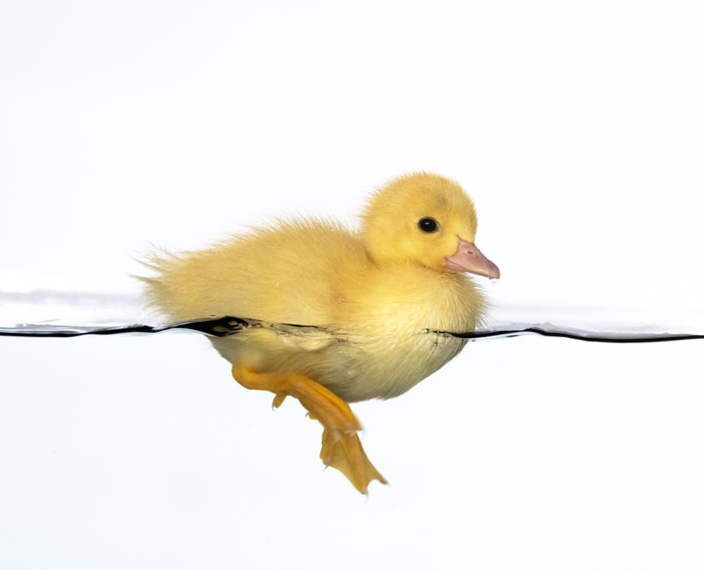 Baby Duckling Swimming by Isarpl — canvas wall art