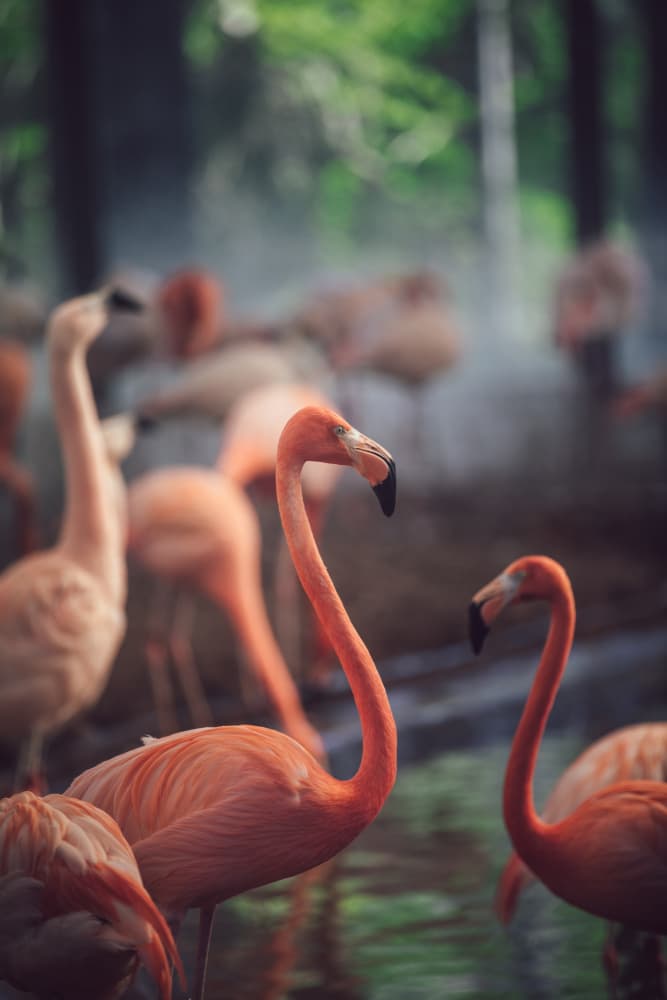 Elegant Pink Flamingos by Dayvee — canvas wall art