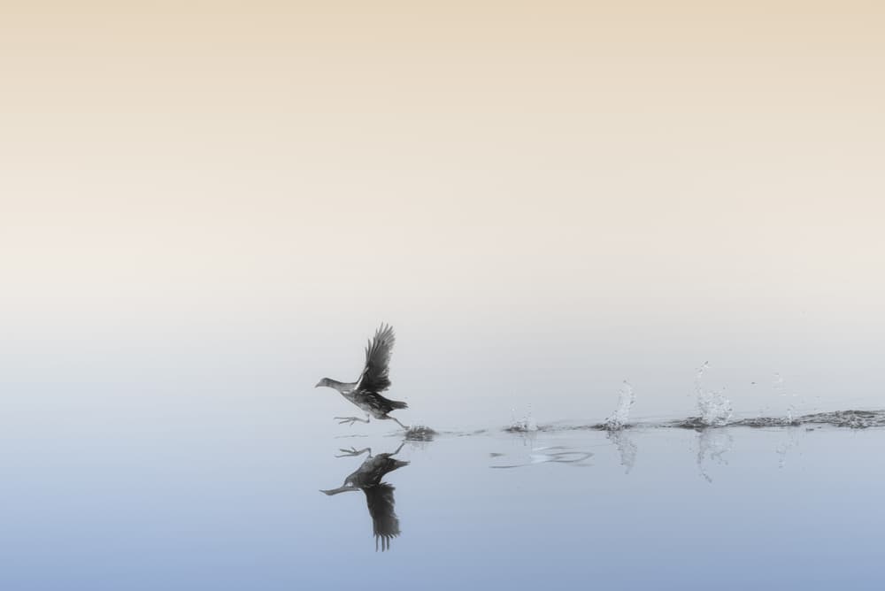 Water Bird Takes Flight by Keren Or — canvas wall art