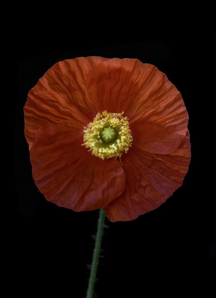 Vibrant Red Poppy by Lotte Grønkjær — canvas wall art