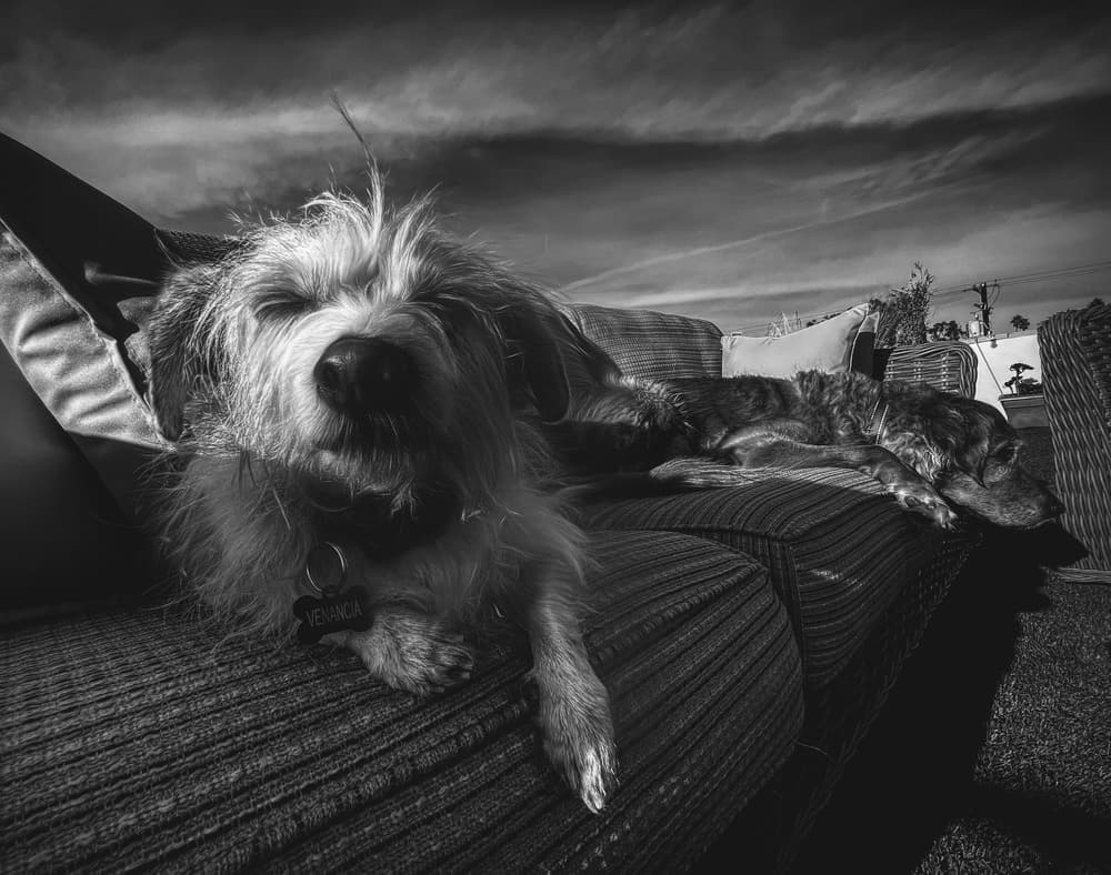 Peaceful Patio Dogs by Roxana Labagnara — canvas wall art