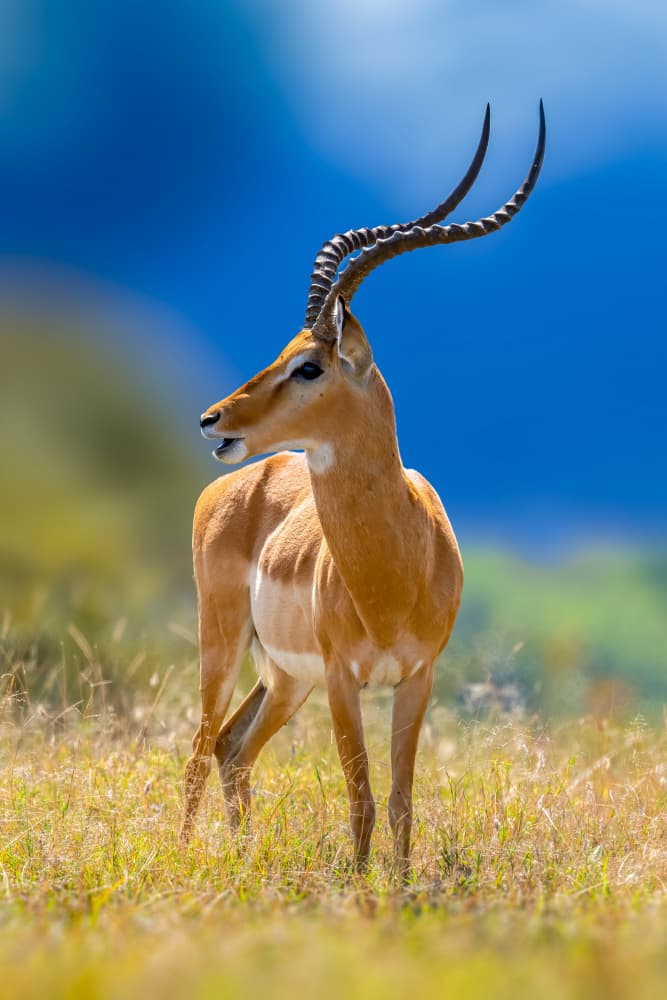 Majestic African Impala by Ahmed Elsheshtawy — canvas wall art