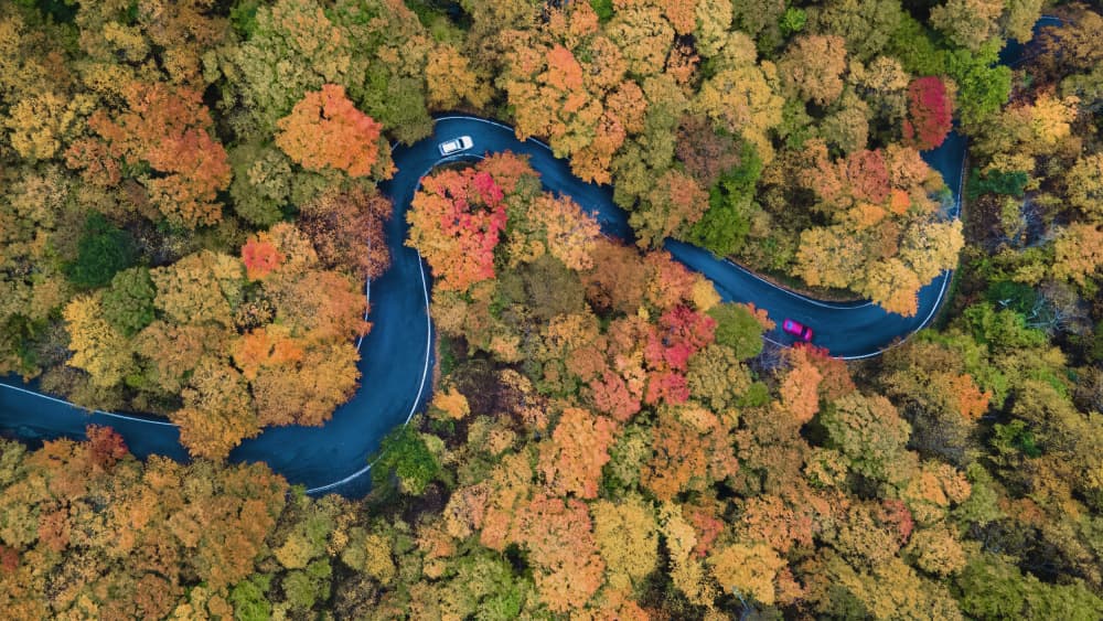 Winding Autumn Forest Road by Jie Jin — canvas wall art