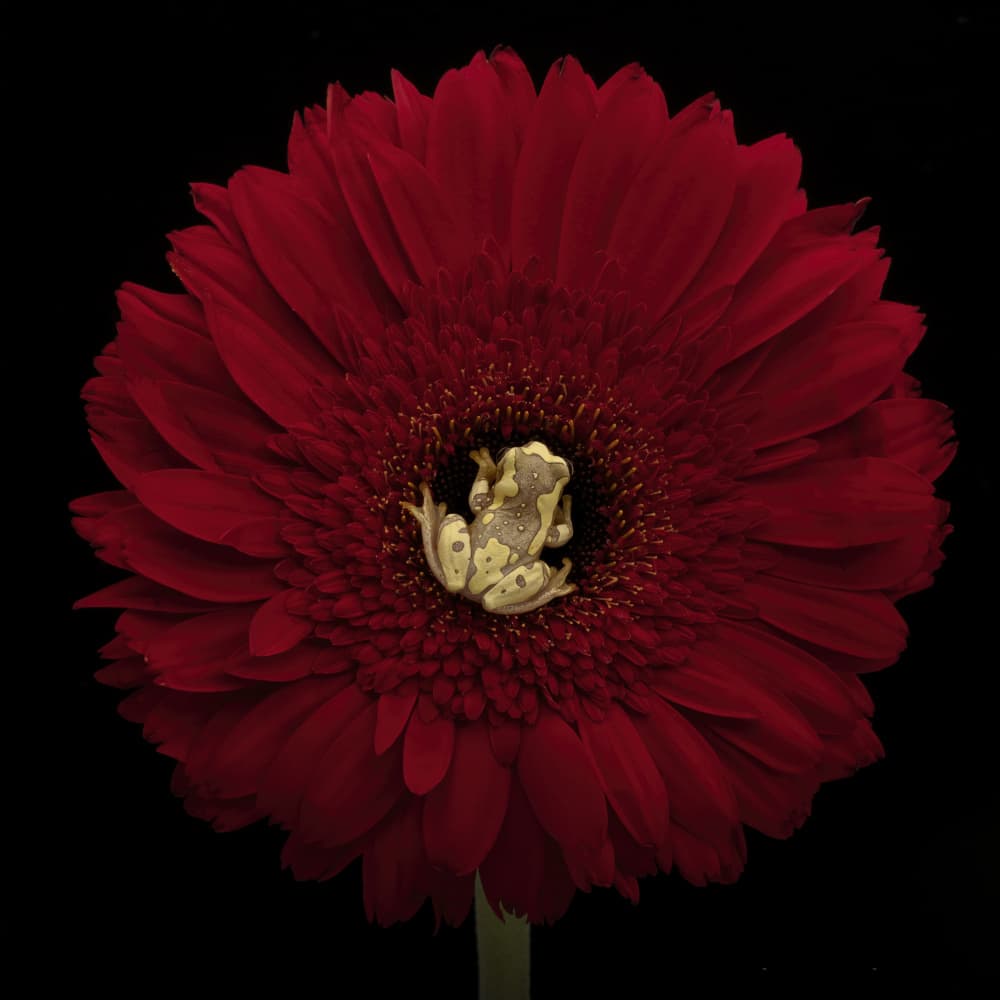 Red Flower Frog by Linda D Lester — canvas wall art