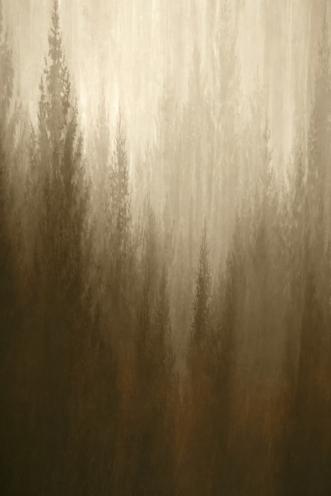 Forest Haze