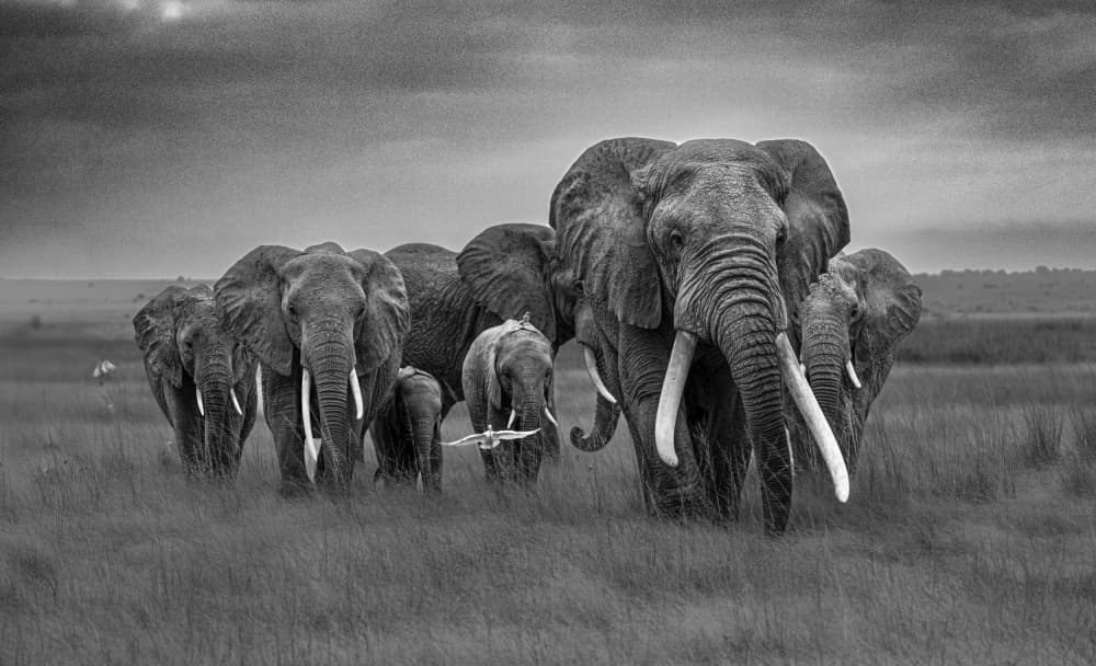 African Elephant Family by Hamza Qarooni — canvas wall art