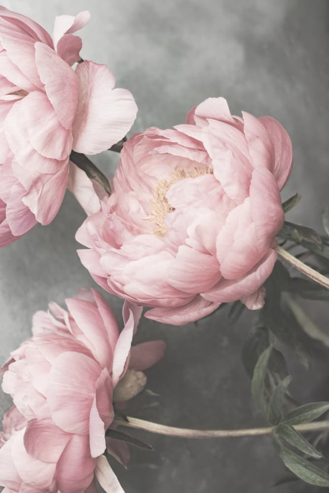 01643 by Kathrin Pienaar — canvas wall art