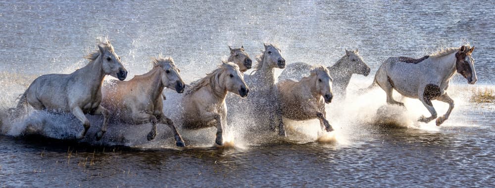 Wild Horses Gallop Water by Sally Widjaja — canvas wall art