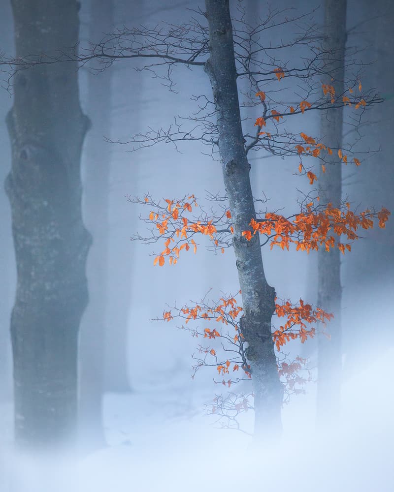Misty Forest Orange Leaves by Fiorenzo Carozzi — canvas wall art
