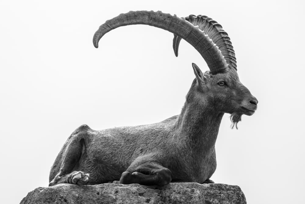 Serene Alpine Ibex by Sebastian Graf — canvas wall art
