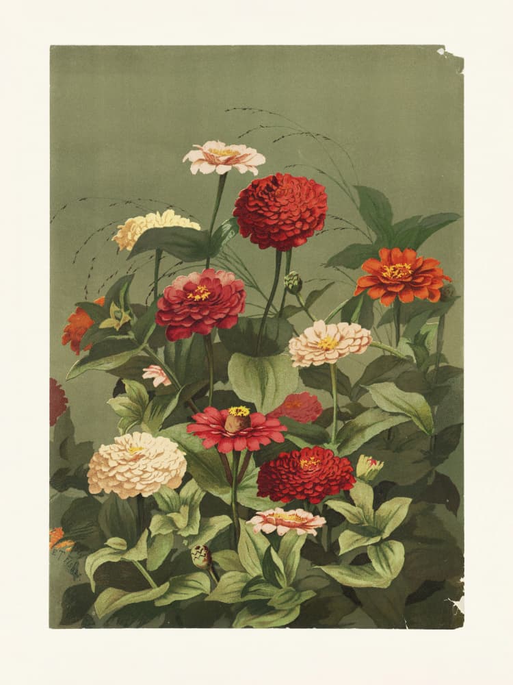 Zinnias By Ellen Thayer Fisher