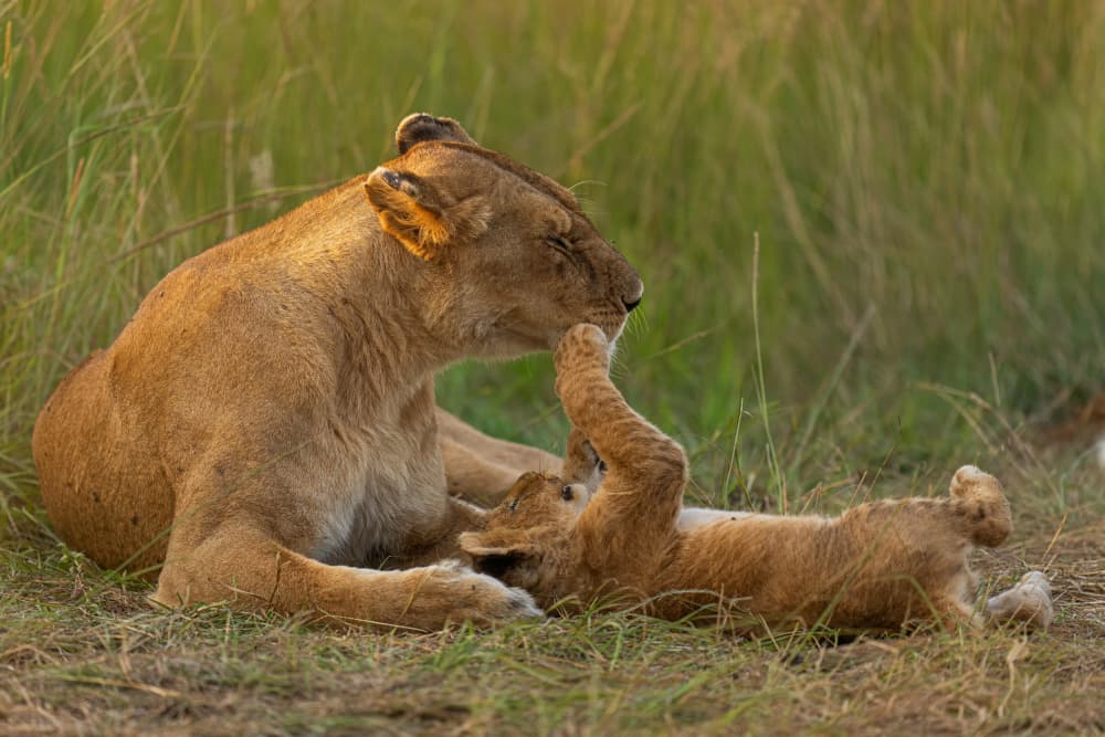 Lion Mother Cub Love by Yogesh Bhatia — canvas wall art
