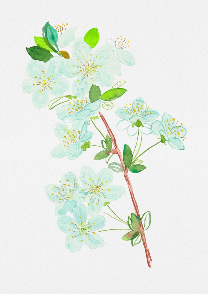 Watercolor Cherry Blossoms by Kata Botanical — canvas wall art
