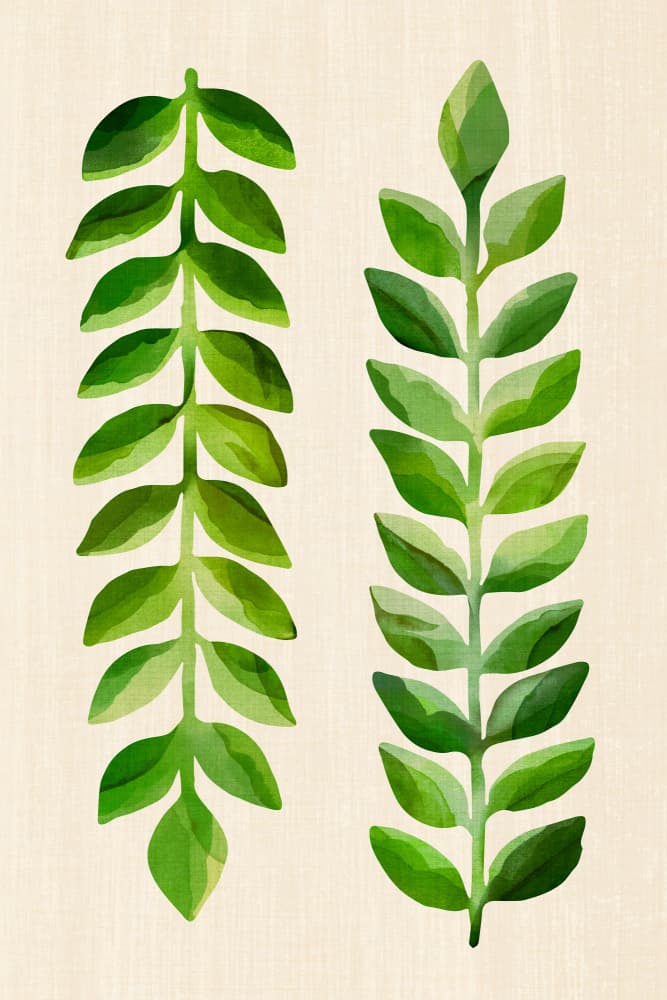 Fresh Green Leaves by Kristian Gallagher — canvas wall art