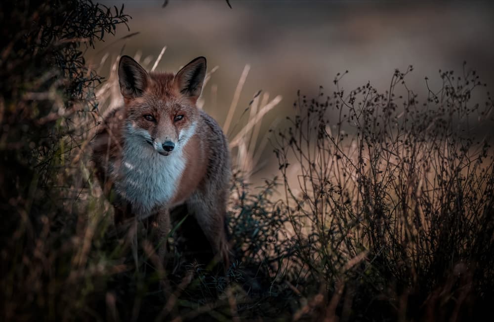 Watchful Red Fox by Chris Coenders — canvas wall art