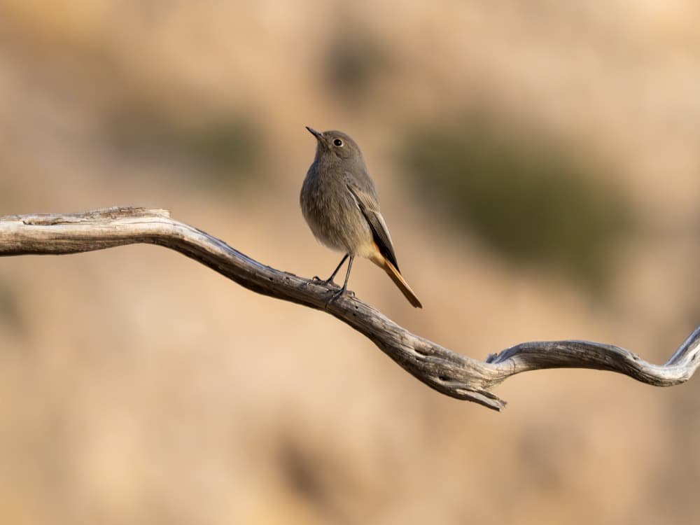 Quiet Bird Moment by JA Ruiz Rivas — canvas wall art