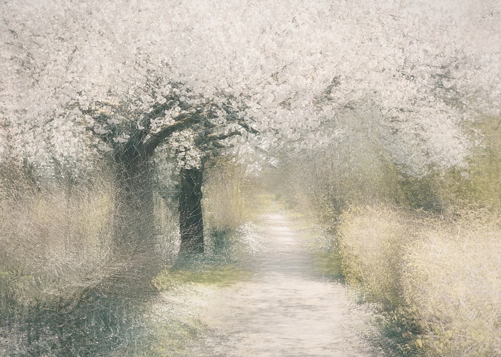 Cherry blossom by Nel Talen — canvas wall art