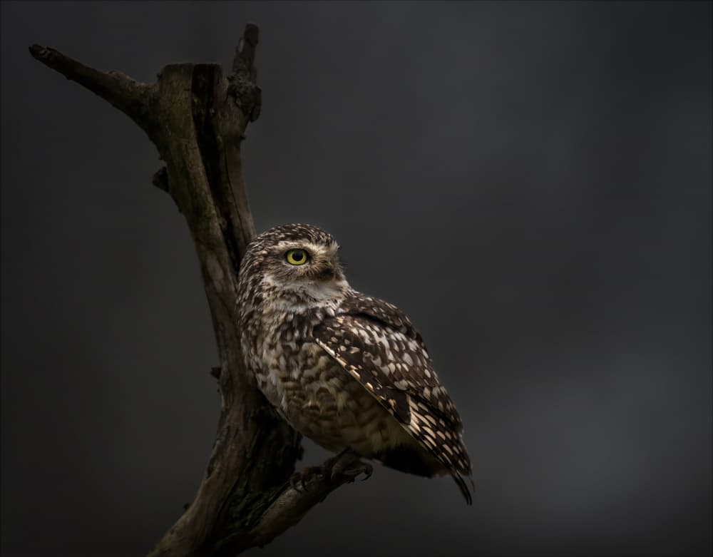 Watchful Burrowing Owl by Chris Coenders — canvas wall art