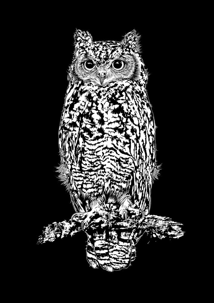 Intense Owl Stare by Carlo Kaminski — canvas wall art