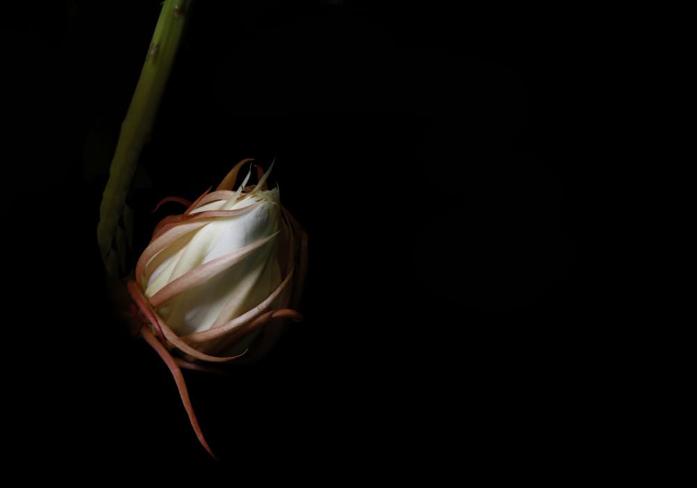 Elegant Night Flower by C. Ray Roth — canvas wall art