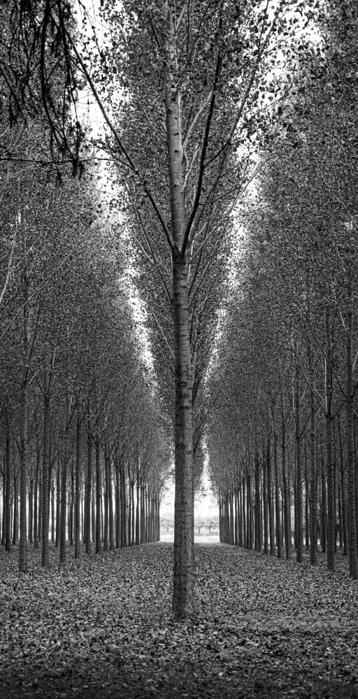Symmetrical Forest Path by Tamami yoshida — canvas wall art