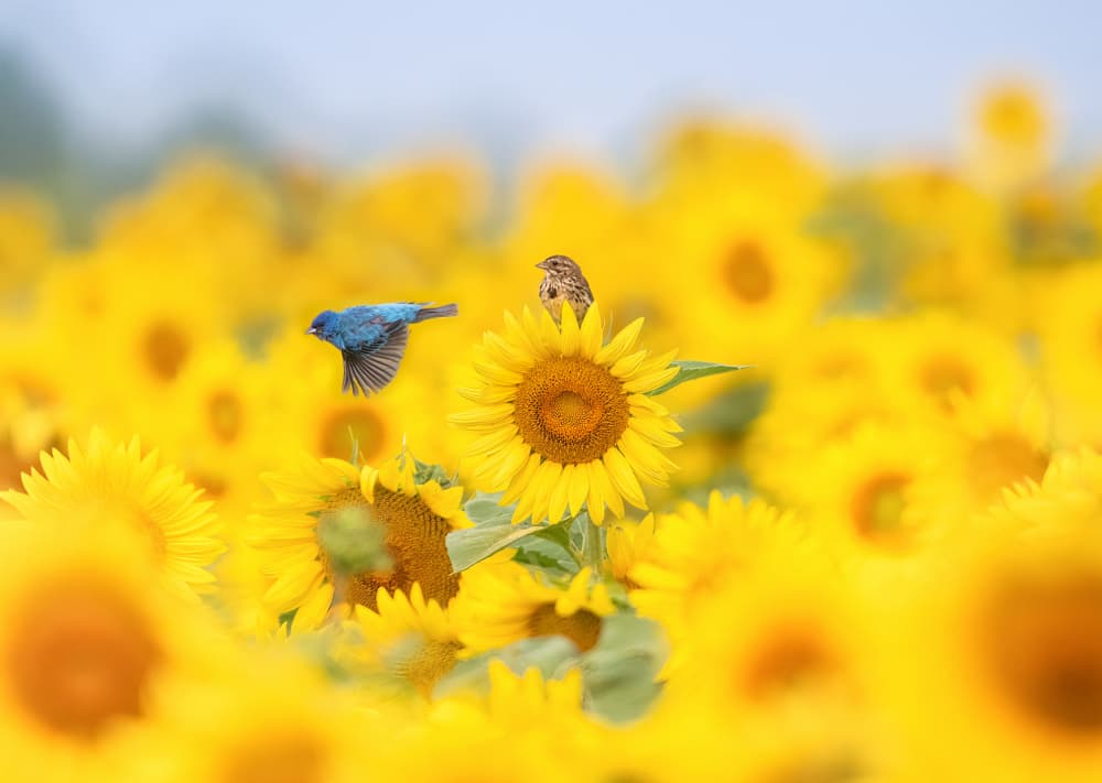 Birds In Sunflower Field by Larry Deng APA — canvas wall art