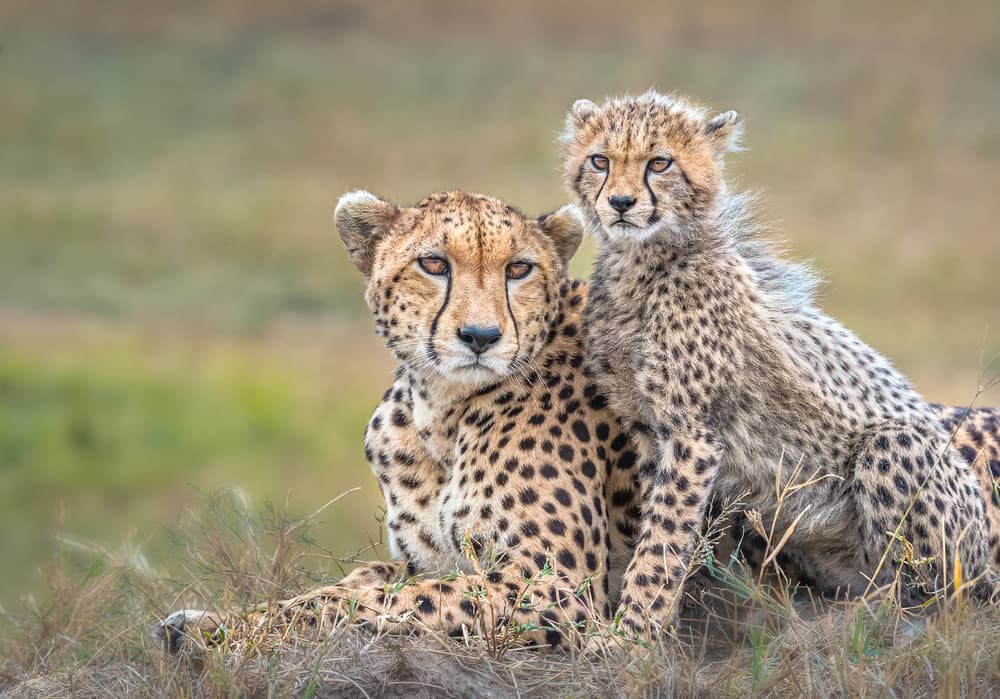 Cheetah Mother And Cub by Jie Fischer — canvas wall art