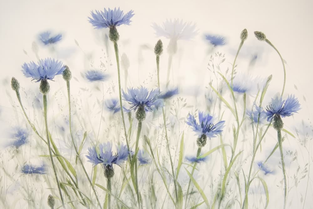 Cornflowers by Nel Talen — canvas wall art