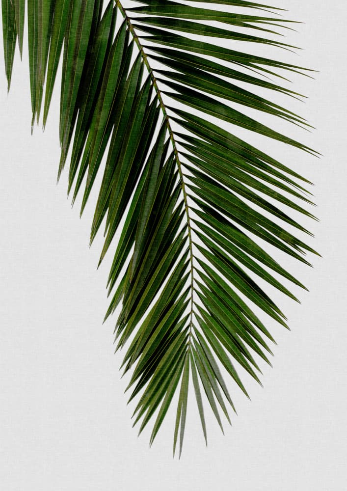 Green Palm Frond by Orara Studio — canvas wall art