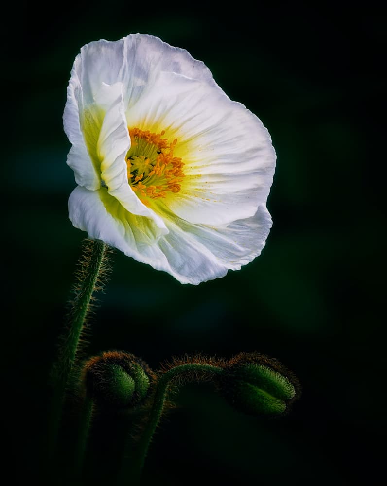 White Poppy and Buds by Ben.C.L — canvas wall art