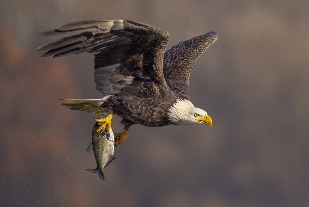 Bald Eagle Catches Fish by Mountain Cloud — canvas wall art