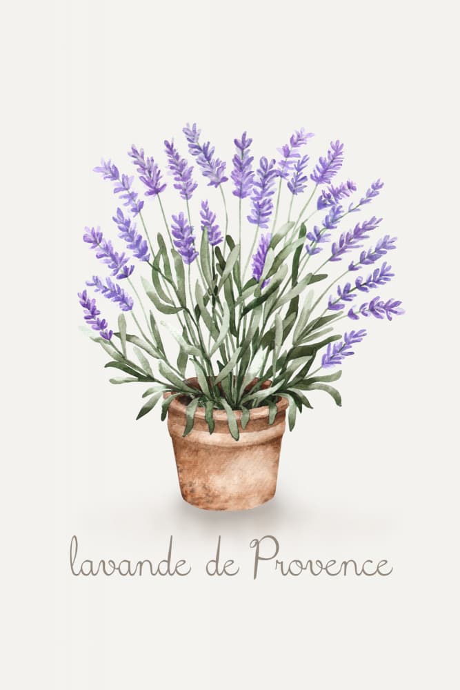 Lavande de Provence by Karen Menzenbach — canvas wall art