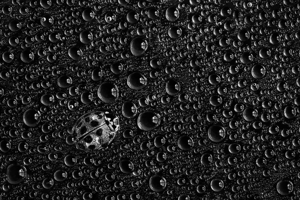 Monochrome Ladybug Raindrops by Stephen Clough — canvas wall art